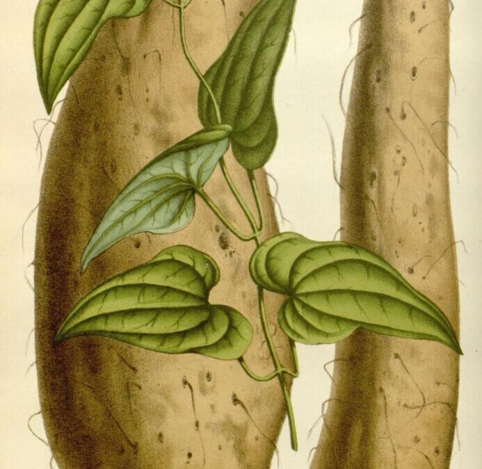 Inventaire exhaustif des variétés d’icaque et d’igname