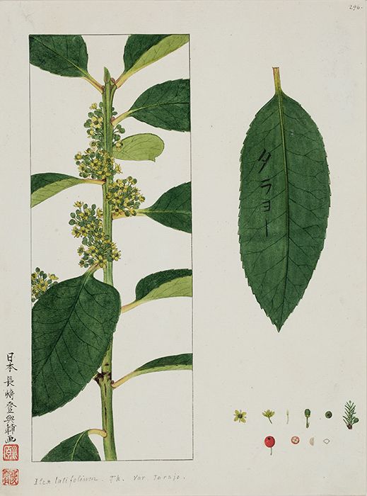 Illustration botanique igname