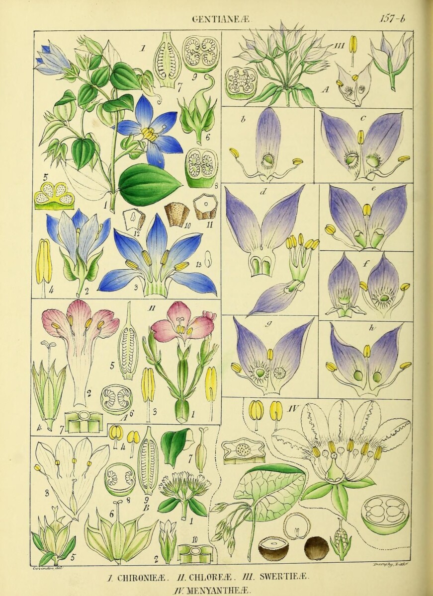 Illustration botanique igname