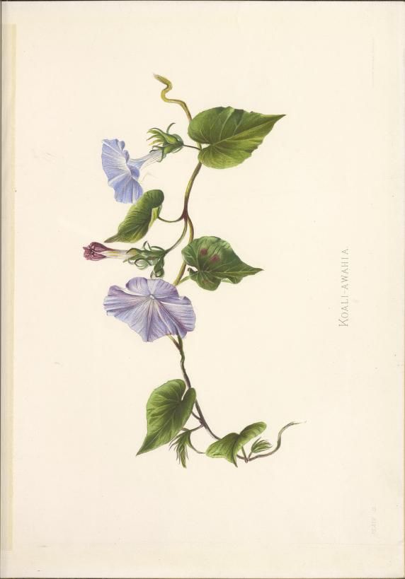 Illustration botanique igname