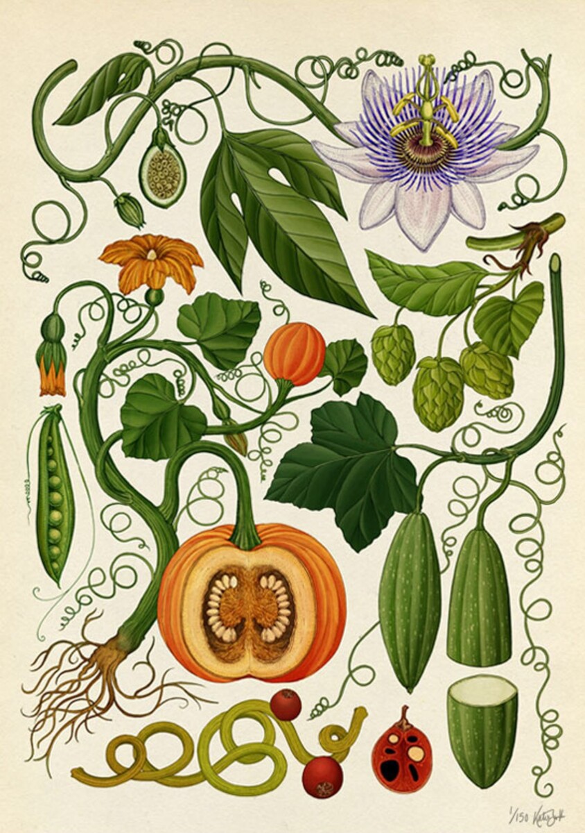 variétés icaque igname