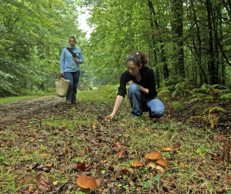Le guide ultime pour identifier et préparer ce champignon exceptionnel